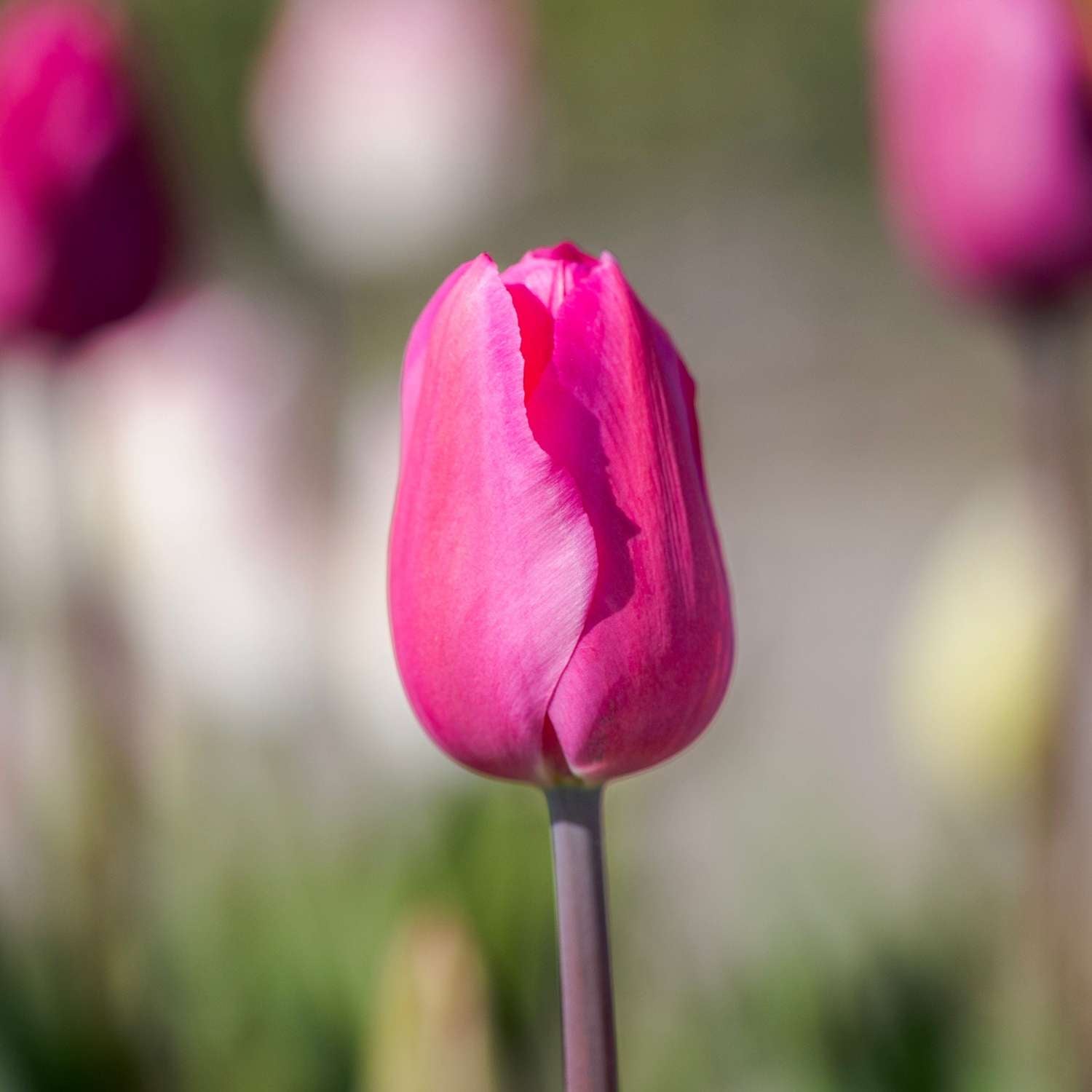 Tulppaani 'Don Quichotte'
